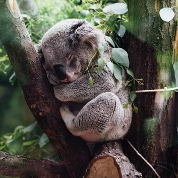 Koala Heroically Saved From Australian Bushfires Has Passed Away Due to Severe Burns